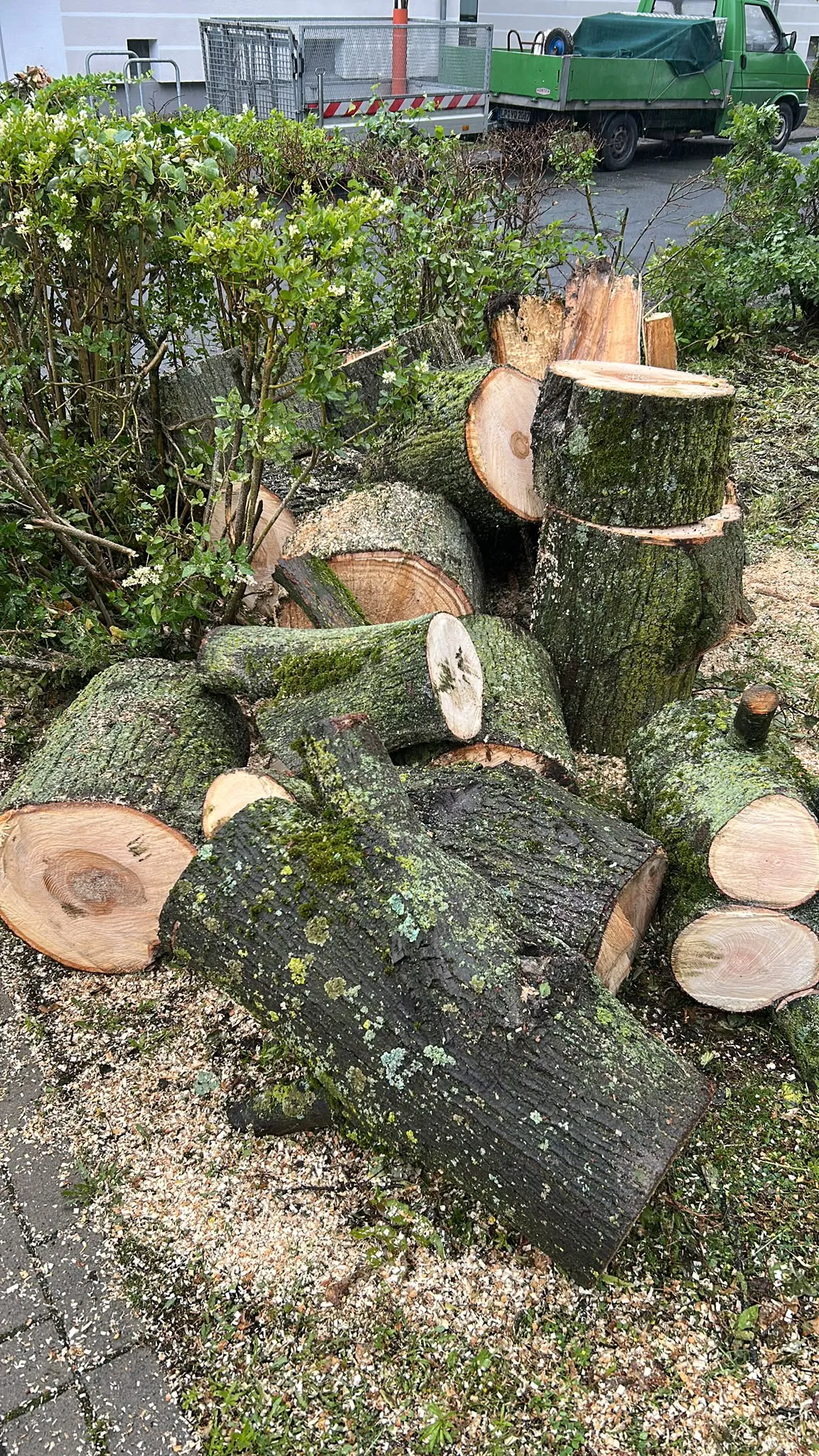 Baumpflege – Nastalie in Hamm & Welver