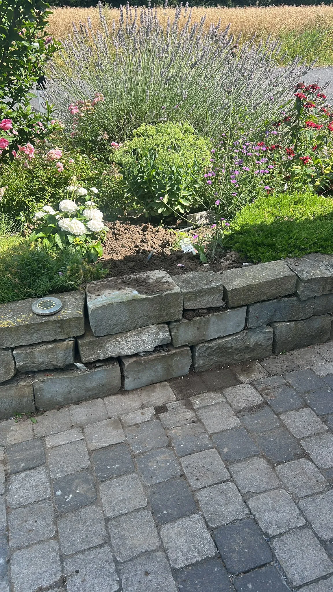 Natursteinmauer mit Lavendel, Rosen und Stauden in einem sommerlichen Garten